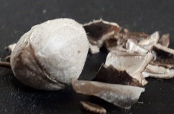 Vous avez des graines ?