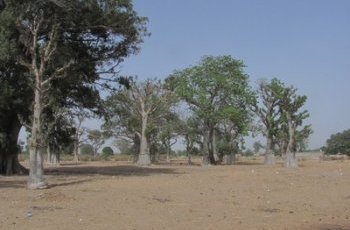 Il était une fois... l'huile de baobab