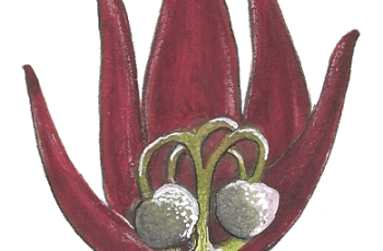 Tourteau de Bissap