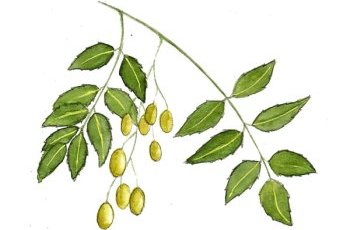 Neem