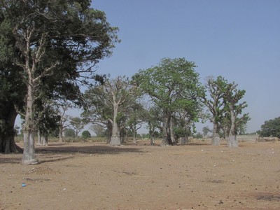 Forêt de baobab